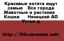 Красивые котята ищут семью - Все города Животные и растения » Кошки   . Ненецкий АО,Устье д.